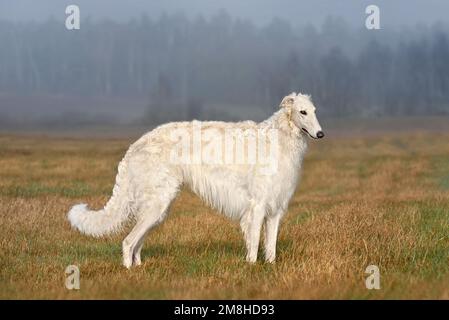 Bianco cane borzoi russo in piedi sul paesaggio autunnale campo in nebbia Foto Stock