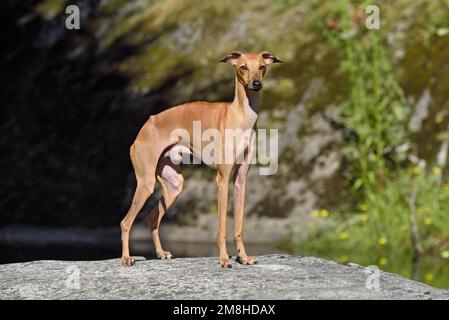 Bellissimo Greyhound italiano in piedi su uno sfondo di pietra grigia Foto Stock
