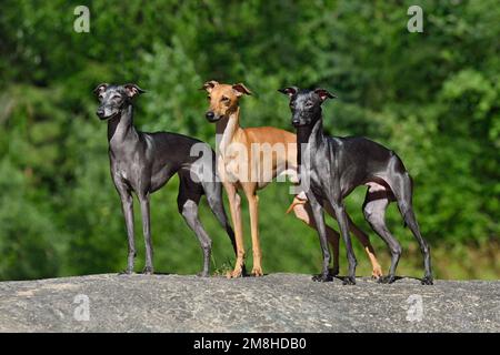 Bellissimo Greyhound italiano in piedi su una pietra su sfondo verde Foto Stock