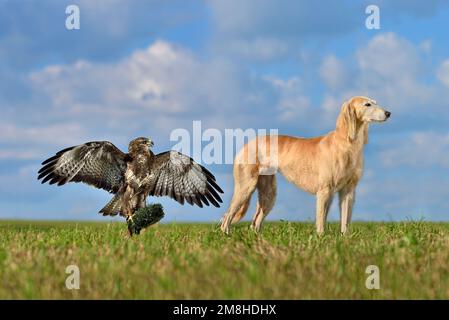 Cane BORZoi Saluki o kazako levriero Tazy con falco dalla coda rossa su uno sfondo di campo rurale Foto Stock