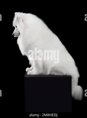 Bel cane Samoyed isolato su sfondo nero Foto Stock