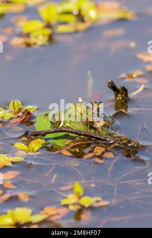 02471-00617 Bullfrog americano (Lithobates catesbeianus) in zone umide Marion Co.. IL Foto Stock