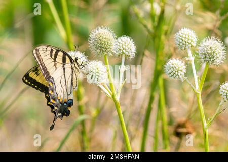 03023-03320 Eastern Tiger Swallowtail (Papilio glaucus) su Rattlesnake Master (Eryngium yuccifolium) Marion Co. IL Foto Stock
