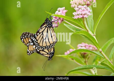 03536-04920 farfalle Monarch (Danaus plexippus) accoppiamento maschio e femmina su Swamp Milkweed (Asclepias incarnata) Marion Co., il Foto Stock