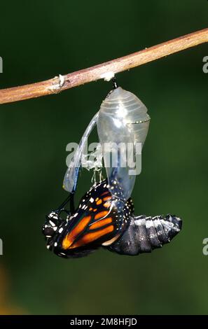 03536-03208 farfalla monarca (Danaus plexippus) che emerge da pupa/crisalis Marion Co. IL Foto Stock