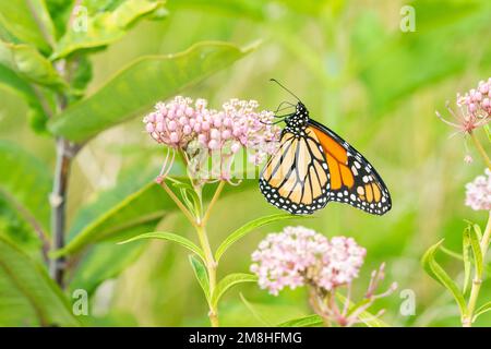 03536-06203 Monarch (Danaus plexippus) on Swamp Milkweed (Asclepias incarnata) Marion Co.. IL Foto Stock