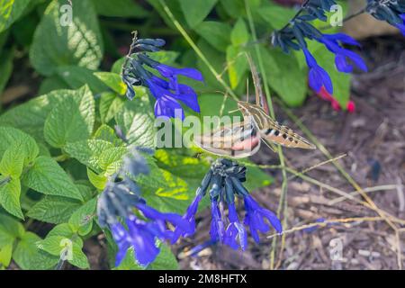 04011-00214 Sphinx (Hyles lineata) con linea bianca su salvia sp. Marion Co. IL Foto Stock