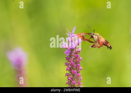 04014-00210 Hummingbird Clearwing (Hemaris thybe) Moth at Prairie Blazing Star (Liatris pycnostachya) Effingham Co.. IL Foto Stock