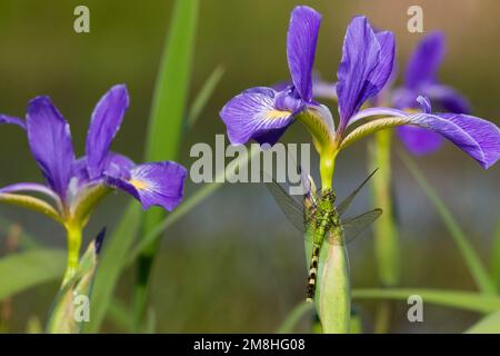 06593-007,15 Eastern Pondhawk (Erythemis simplicollis) femmina su Blue Flag Iris (Iris virginica) Marion Co.. IL Foto Stock