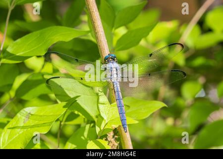 06629-00220 Great Blue Skimmer (Libellula vibrans) maschio Marion Co.. IL Foto Stock