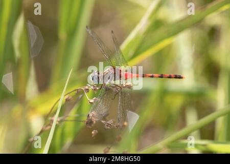 06652-00802 Blue-fronted Meadowhawk (Sympetrum ambiguum) maschio nella zona umida Marion Co.. IL Foto Stock