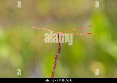 06628-00311 Skimmer dipinto (Libellula semifasciata) Marion Co.. IL Foto Stock
