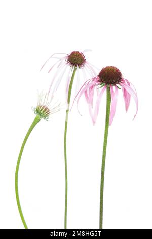 30099-00517 Coneflowers viola pallida (Echinacea pallida) (high key white background) Marion Co.. IL Foto Stock