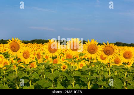 Girasole 63801-07604 campo Parr Sam Parco Nazionale Jasper County, IL Foto Stock