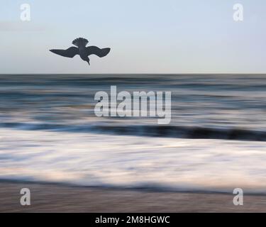 Un'immagine composita con un gabbiano che fa cadere una lumaca di mare sopra la parte superiore di un'immagine intenzionale di movimento della macchina fotografica del mare, Worthing, Sussex occidentale Foto Stock