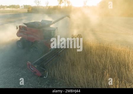 63801-18806 Vista aerea della mietitrebbia che raccoglie soia al tramonto Marion Co.. IL Foto Stock