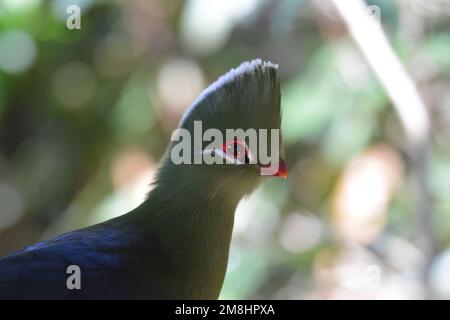 Splendido uccello, simbolo di dignità, trucco permanente esalta l'occhio arancione anello e la bolletta rossa. Un biirdo maestoso che può essere rauco e goffo. Foto Stock