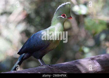 Splendido uccello, simbolo di dignità, trucco permanente esalta l'occhio arancione anello e la bolletta rossa. Un biirdo maestoso che può essere rauco e goffo. Foto Stock