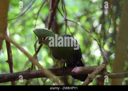 Splendido uccello, simbolo di dignità, trucco permanente esalta l'occhio arancione anello e la bolletta rossa. Un biirdo maestoso che può essere rauco e goffo. Foto Stock