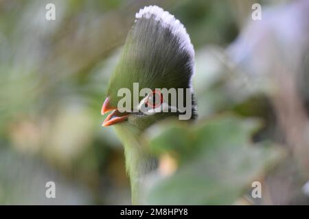 Splendido uccello, simbolo di dignità, trucco permanente esalta l'occhio arancione anello e la bolletta rossa. Un biirdo maestoso che può essere rauco e goffo. Foto Stock