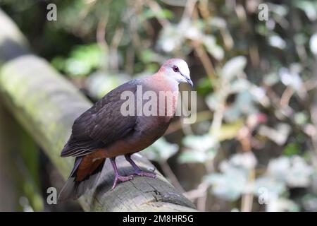 La colomba di limone precedentemente conosciuta come colomba di cannella è un abitante illusivo di pavimento ombreggiato della foresta. Foto Stock