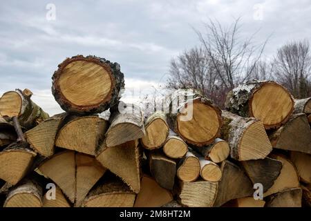 Il legno segato viene impilato in pile di legno. Muro di vecchi tronchi di legno con estremità incrinate. Gli alberi sono visibili su sfondo sfocato. Spazio di copia. Messa a fuoco selettiva. Foto Stock