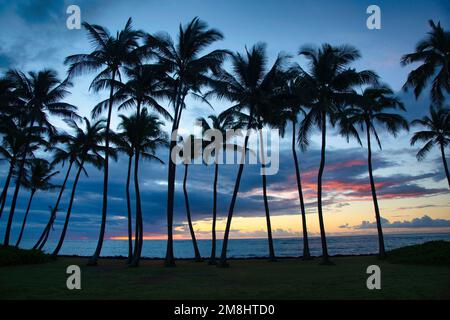 All'alba, gli alberi di palma si ergono su una spiaggia di Kauai. Foto Stock