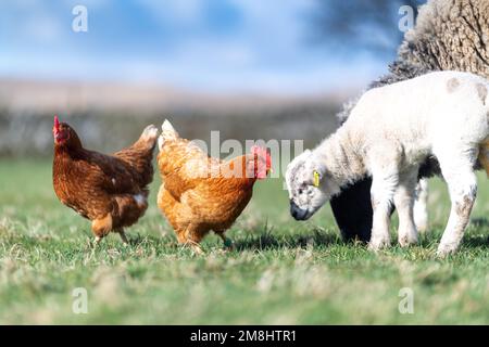 Galline di gamma libera dentro fra un gregge di pecore e agnelli dopo che sono state nutrite, cercando i bit di alimento supplementare per beccare in su. North Yorkshire, Regno Unito Foto Stock