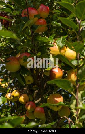 Mele stagionatura sulla struttura ad albero Foto Stock