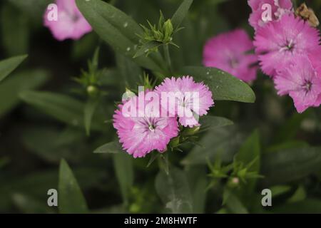 Cheddar rosa o garofano garofano rosa è pianta erbacea fioritura nella famiglia Caryophyllaceae Foto Stock