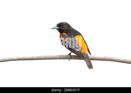 Un baltimore oriole isolato su uno sfondo bianco lo fa tornare a voi. Foto Stock