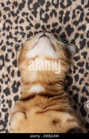 Carino gatto bengala rosso dorme su una morbida coperta leopardo. Foto Stock