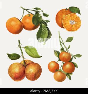 Set di arance fresche naturali disegnate a mano vettore Illustrazione Vettoriale