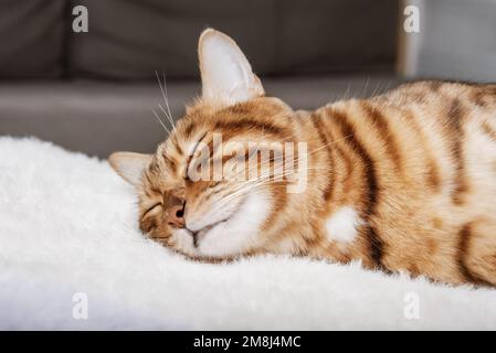 Un carino gatto rosso dorme dolcemente su una morbida coperta. Foto Stock