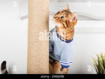 Il gatto domestico nei vestiti gioca con un albero del gatto nel paese. Foto Stock