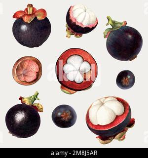 Vettore di set di mangosteen fresco naturale disegnato a mano Illustrazione Vettoriale