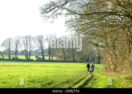 Coppia matura che cammina attraverso un campo al sole d'inverno, Cornovaglia, Regno Unito - John Gollop Foto Stock