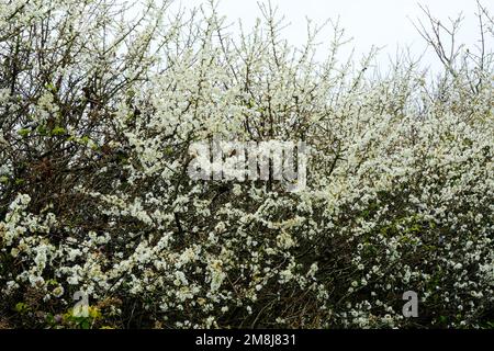 Spina nera in fiore pieno. Questo albero produce sciabole in autunno - John Gollop Foto Stock