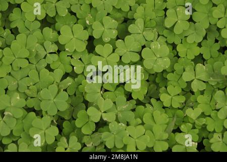Foglie verdi, Shamrock foglia o sfondo trifoglio acqua Foto Stock