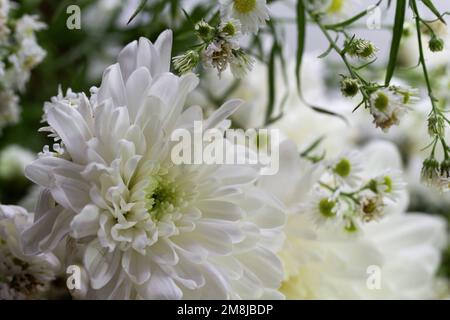 primo piano di un fiore di crisantemo circondato da piccoli fiori intorno ad esso Foto Stock