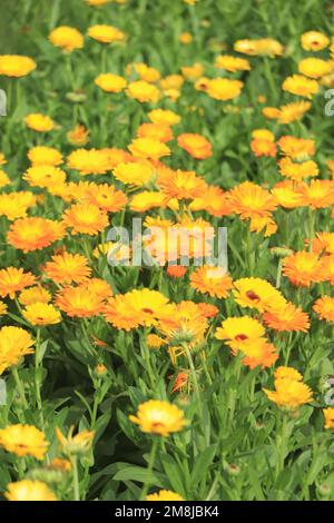 Calendula in fiore (lat. Calendula officinalis) su un letto di fiori nel giardino estivo Foto Stock