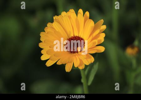 Calendula in fiore (lat. Calendula officinalis) su un letto di fiori nel giardino estivo Foto Stock