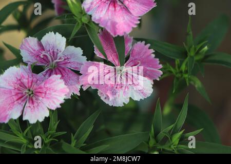 Cheddar rosa o garofano garofano rosa è pianta erbacea fioritura nella famiglia Caryophyllaceae Foto Stock