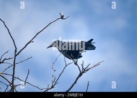 Molla. Ruscello eurasiatico (Corvus frugilegus) in nero e blu allevamento piumaggio vicino al nido. Uccello utile per agricoltura Foto Stock