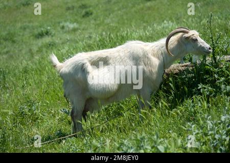 Capra bianca incinta, pascolo di bestiame in un prato in una piccola fattoria privata Foto Stock