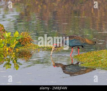 Un Ibis rosso napped pesca in lago Foto Stock