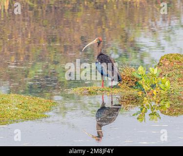 Un Ibis rosso sulla riva di un lago Foto Stock