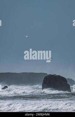 Durante la tempesta invernale sulla costa dell'Oregon, i gabbiani volano sull'oceano. Foto Stock