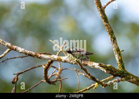 Hummingbird nero-gola costruzione di un nido su un nella foresta. Foto Stock