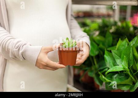 Le donne incinte scelgono il bonsai piccolo Foto Stock